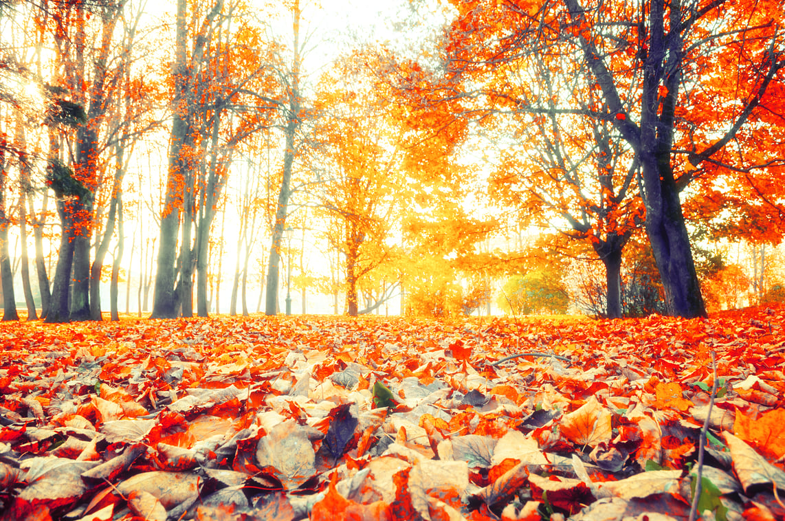 Autumn woods and forest floor covered in leaves