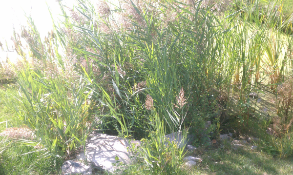 Michigan pond management Dexter, MI