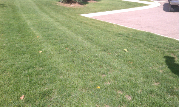 Michigan pond management Dexter, MI