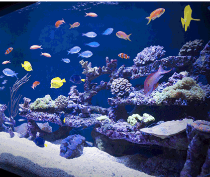 colorful fish tank hack.png