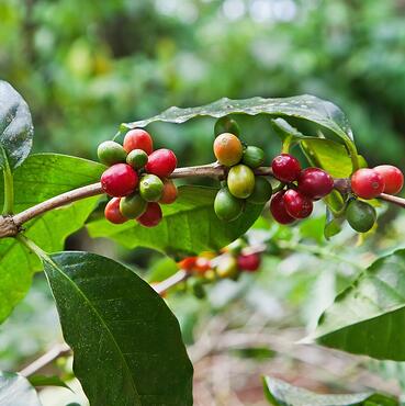 coffee_cherries