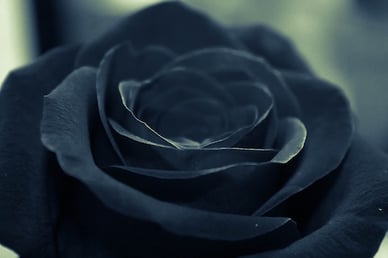 images Dark Blue Rose Meaning 11 rose color meanings to help you pick