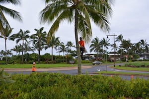 Pruning and tree trimming