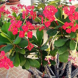 Poisonous plants in Hawaii: Euphorbia 'Crown of Thorns'