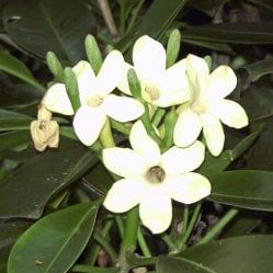 Puakenikeni means "10 cent flower" in Hawaiian.