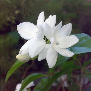 Pikake is one of the most fragrant Hawaiian flowers