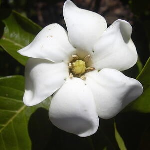 Gardenia is one of the best smelling flowers