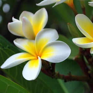 Plumeria is one of the most fragrant Hawaiian flowers