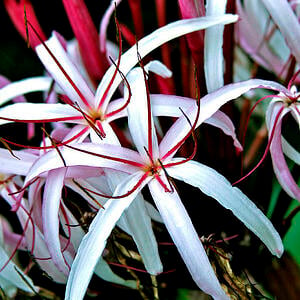 Beautiful spider lily also smells incredible!