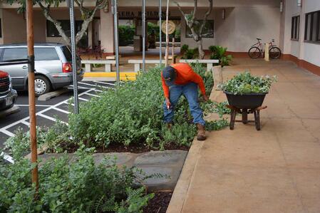 lihue-civic-center-landscaping-kauai-hi-2