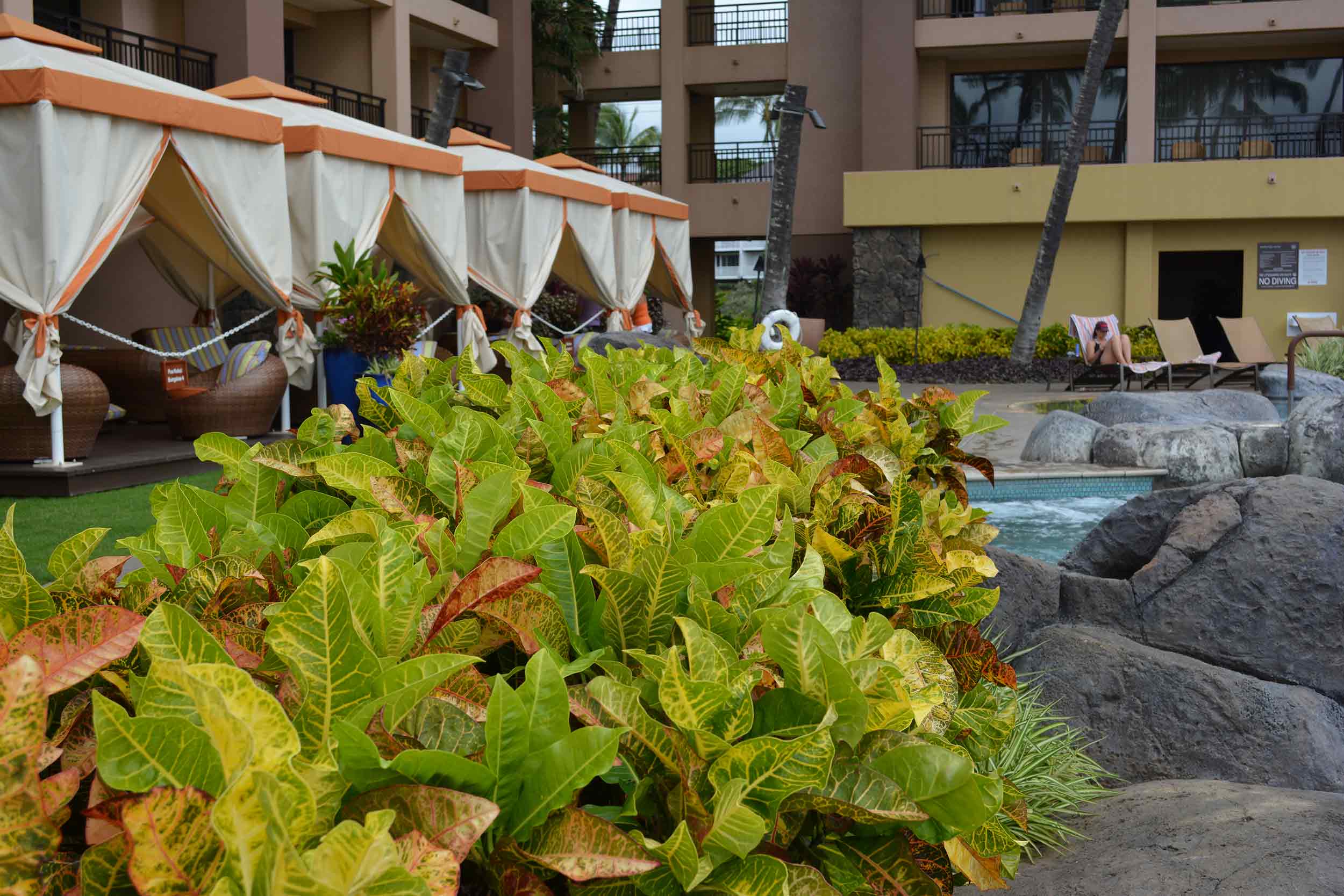 Landscaping for the Sheraton Kauai Resort pool in Koloa Hi