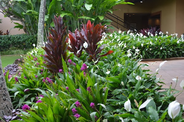 Kauai commercial landscape