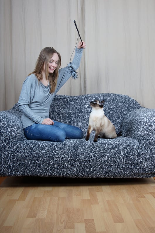 Kattenpension of kattenoppas?