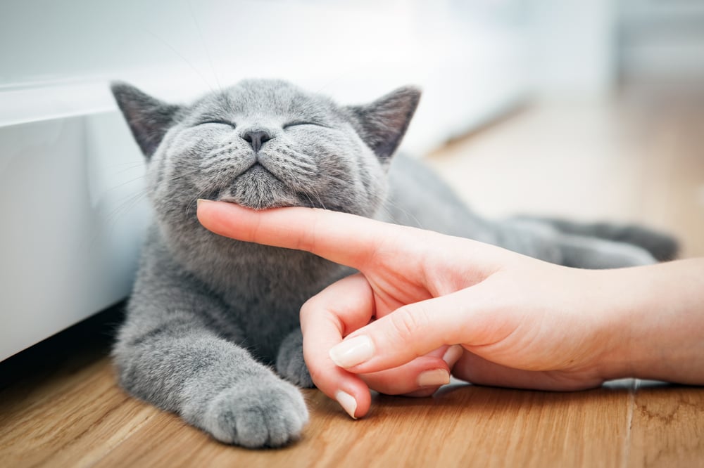 Blog: Wat kun je verwachten van FELIWAY
