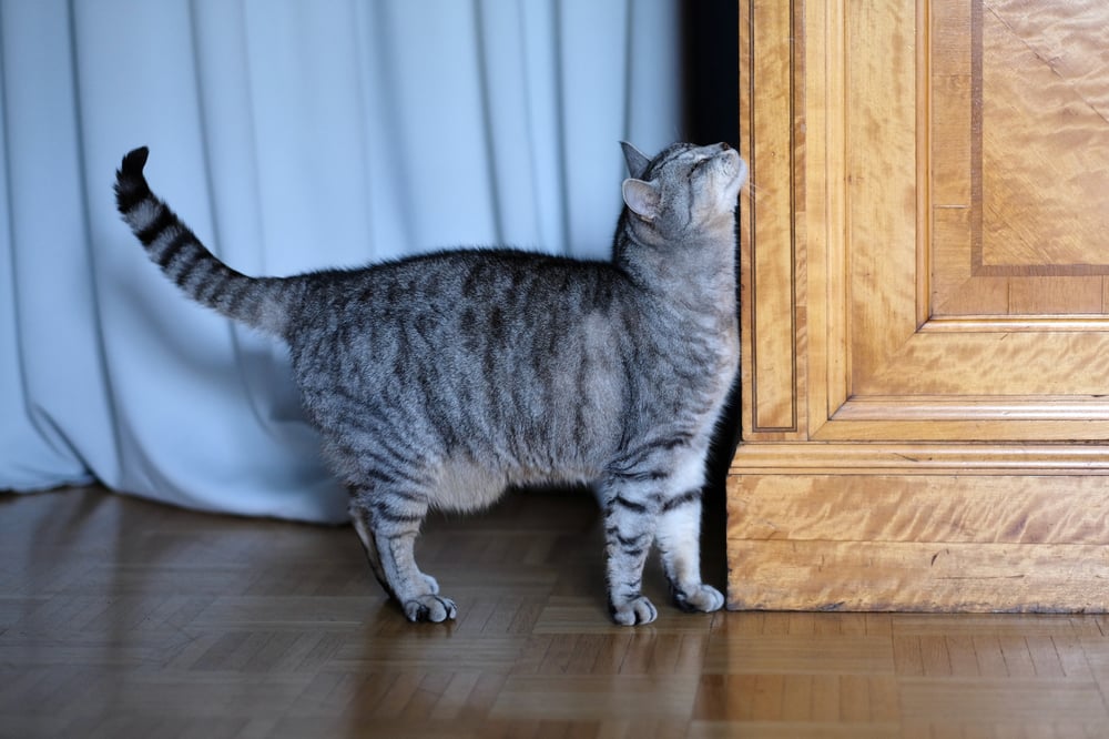 Kat geeft kopjesferomoon af