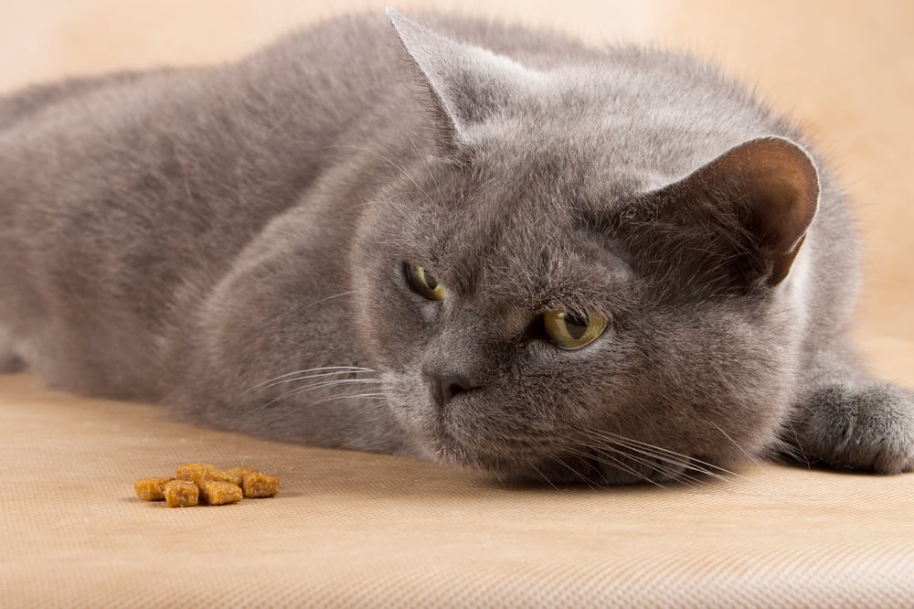 Herken de signalen die je kat afgeeft