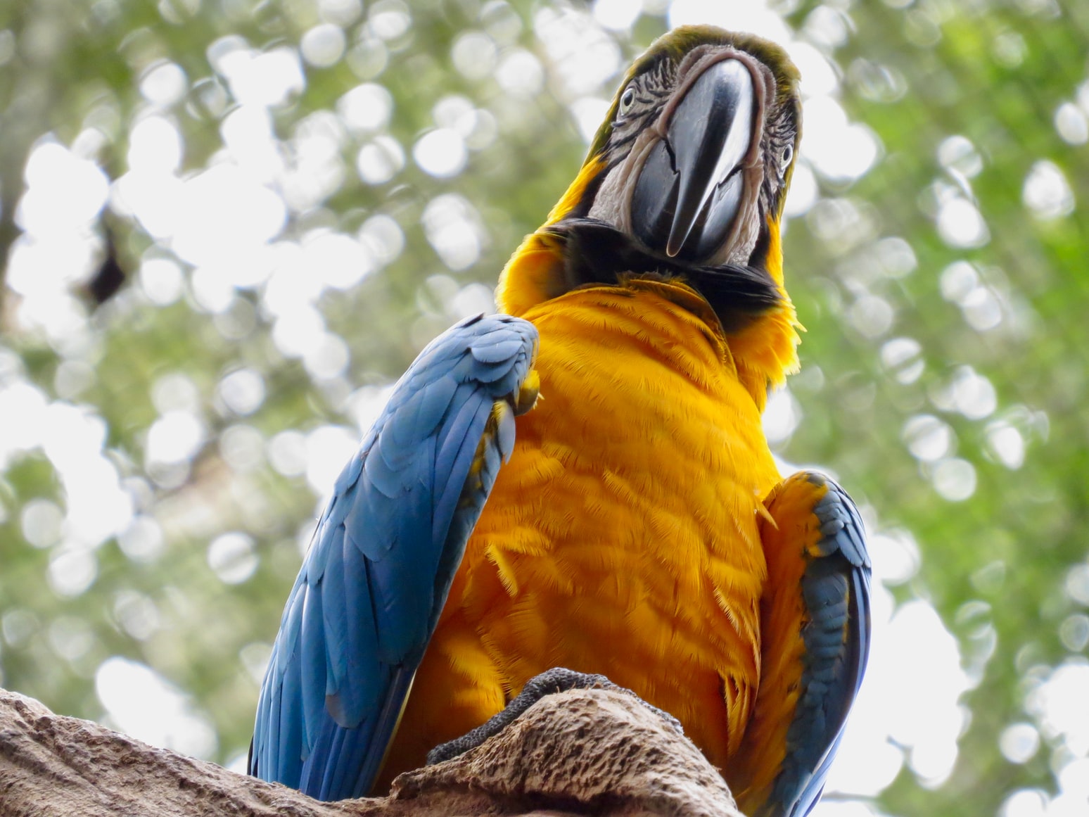 A parrot looking down at the camera