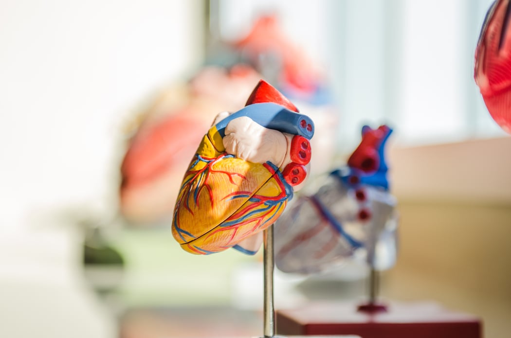 A colorful, anatomical model of a heart. 