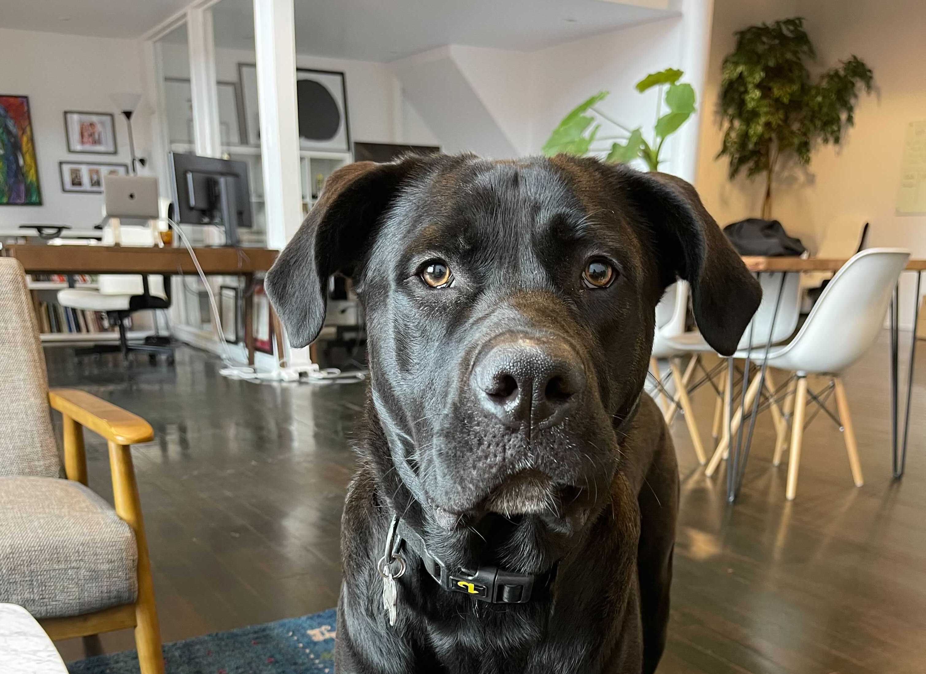 A black dog who looks like he would be a great coworker