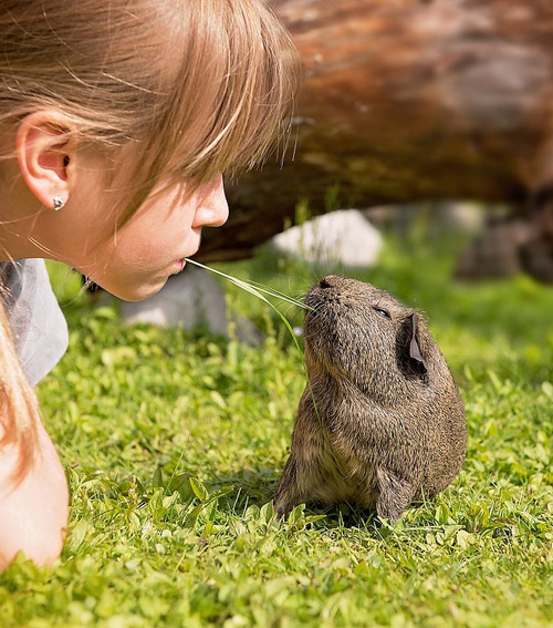 Therapeutic Power of Pets