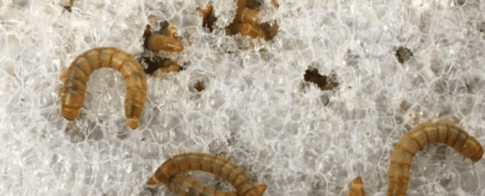 Alternatives to recycling - Plastic eating worms