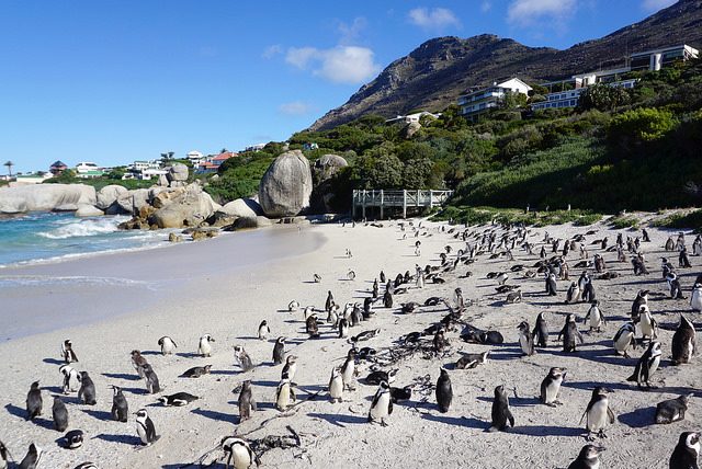 Südafrika-Pinguine