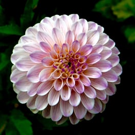 spring gardening