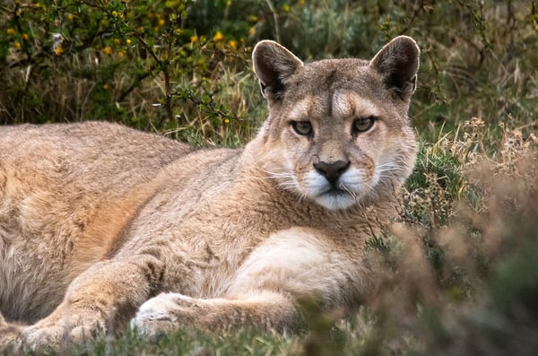 Puma_A71_7774_TVJ_OK.jpg