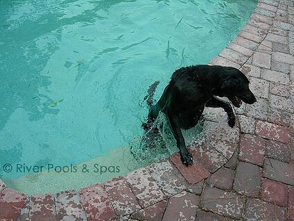 Black dog climbing out of a pool Black dog climbing out of a pool