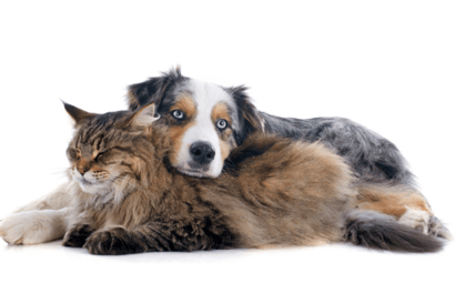 Coronavirus and Pet Emergencies (everything you need to know)
