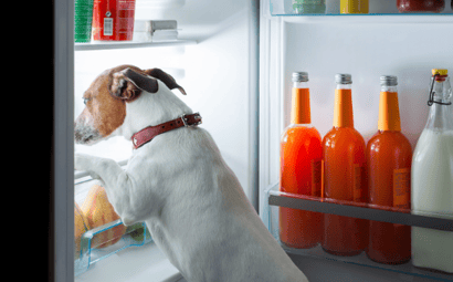Toxic Foods for Dogs and Cats (an A - Z guide)