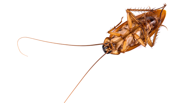 Everything You Need to Know About Cockroaches but Don't Want to Know | San Joaquin Pest Control