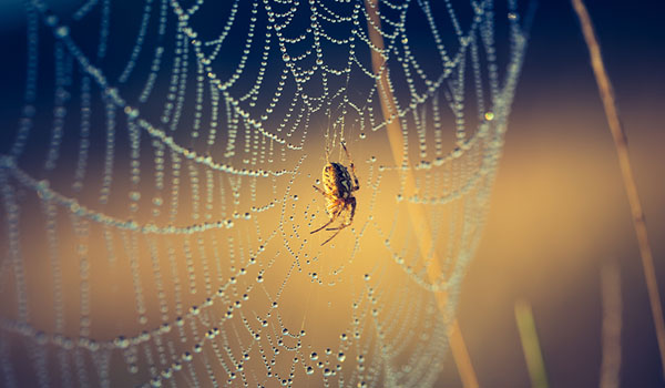 What to do if your House is Crawling with Spiders | San Joaquin Pest Control