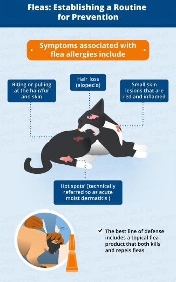 cat-allergies-infographic