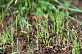 grass seed germination.jpg