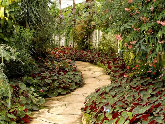 How to Choose Plants for Garden Paths
