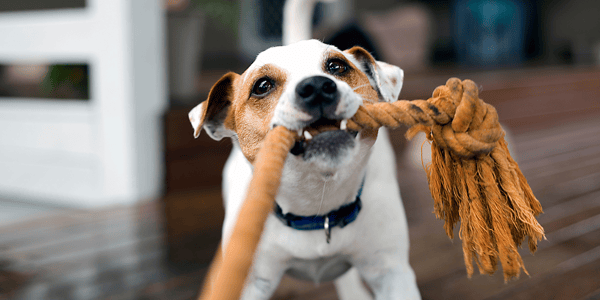 5 ways pets help with good mental and physical health