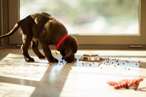 Tips for socialising your puppy during the lock-down