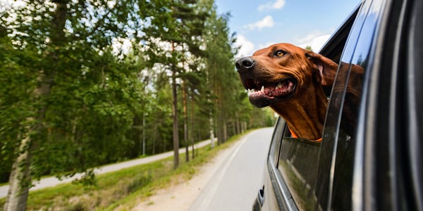 Road Trips: A Guide for Travelling with a Dog in the Car