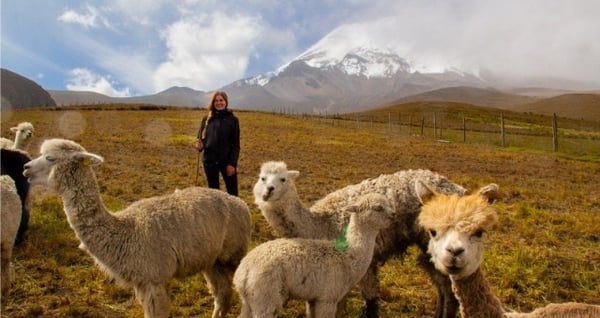 Die Alpakas vom Chimborazo.