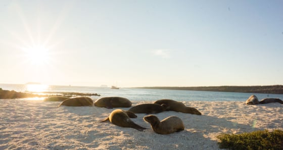 Tierparadies Galapagos.