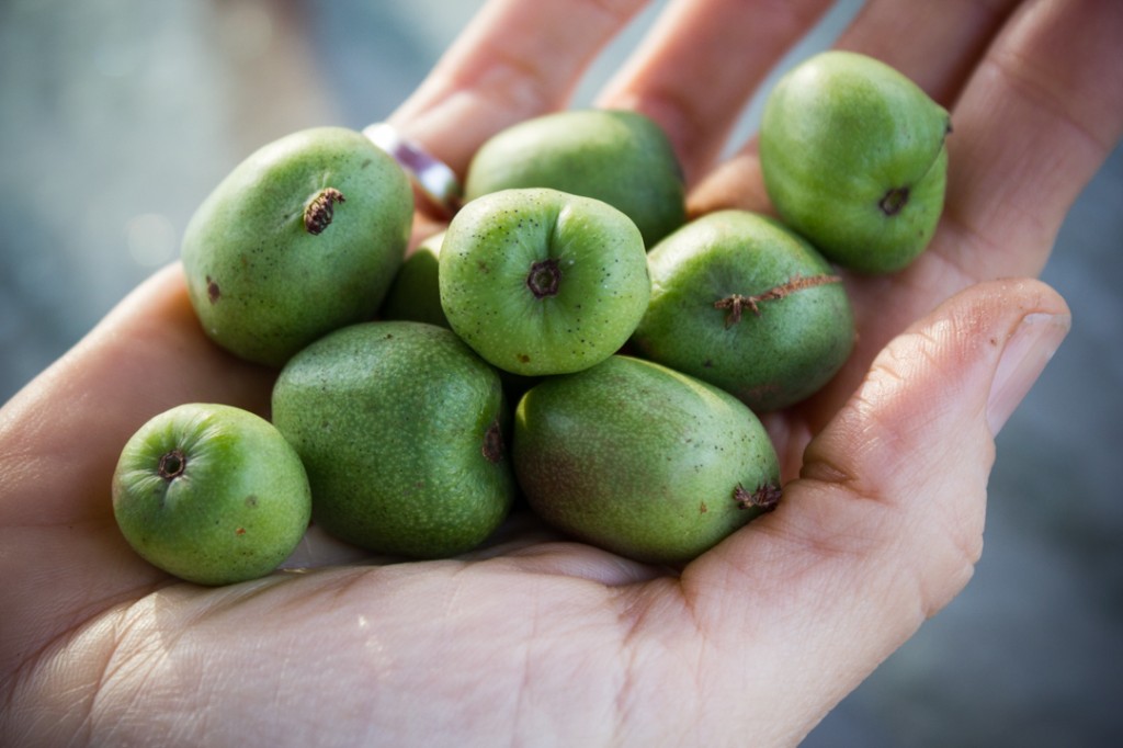 What to know about Kiwi Berries