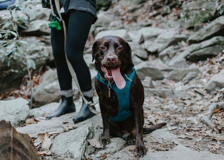Tips for Hiking With Your Dog - Camping Breaks with Pets - Main Image