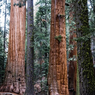 iSeatz-redwood