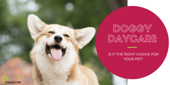 Is daycare the right choice for your dog?