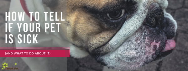 CP_ Pet Health