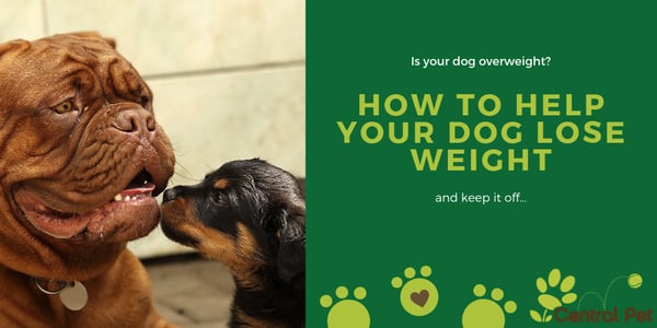 how to help dog lose weight