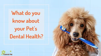 Oral Hygiene and the Health of Your Pet