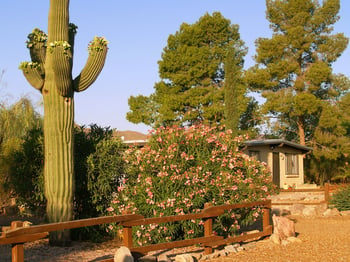 Beware Common Arizona Plants Poisonous to Dogs