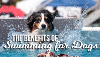 swimming-benefits-1